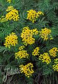 Tanacetum vulgare